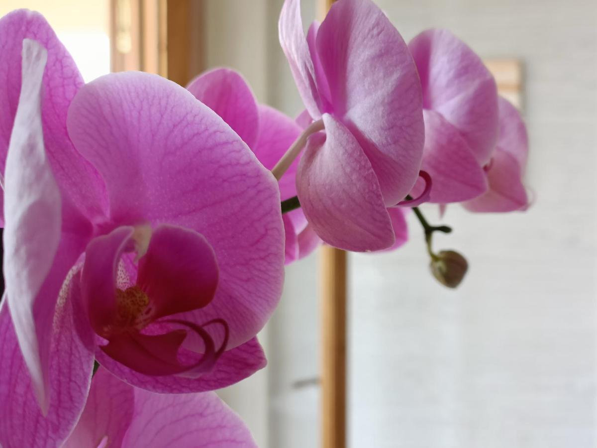 B&B Villa Orchidea Ricadi Exterior foto